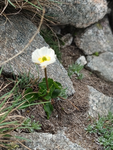Image of Ranunculus crenatus by (c) Salza Palpurina, some rights reserved (CC BY)