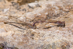 Argia pallens