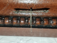 Anstenoptilia marmarodactyla