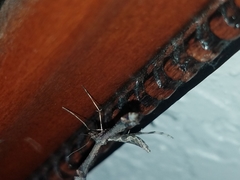 Anstenoptilia marmarodactyla