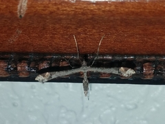 Anstenoptilia marmarodactyla