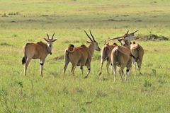 Tragelaphus oryx pattersonianus