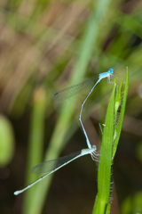 Enallagma daeckii