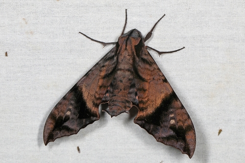 Nyceryx hyposticta