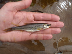 Couesius plumbeus