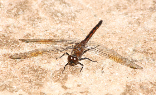 Four-spotted Pennant photo 6