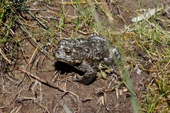 Anaxyrus canorus