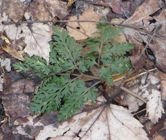 Sceptridium dissectum dissectum