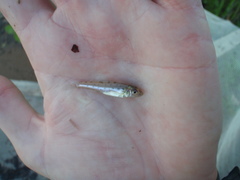 Percopsis omiscomaycus