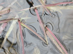 Torreyochloa pallida