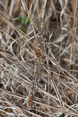 Dromogomphus spoliatus