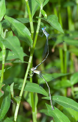 Lestes tenuatus