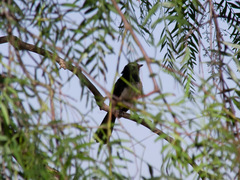 Rhipidura leucophrys