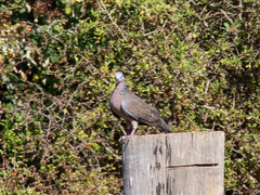 Streptopelia chinensis