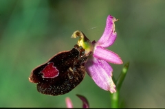 Ophrys bertolonii