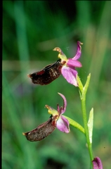 Ophrys bertolonii