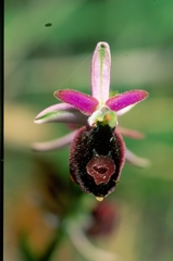 Ophrys bertolonii