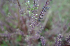 Mosla dianthera