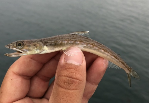 California lizardfish (Synodus lucioceps) — Synodontidae — 3