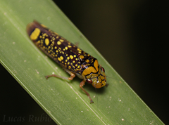 Aulacizes conspersa