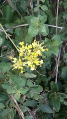 Kalanchoe densiflora
