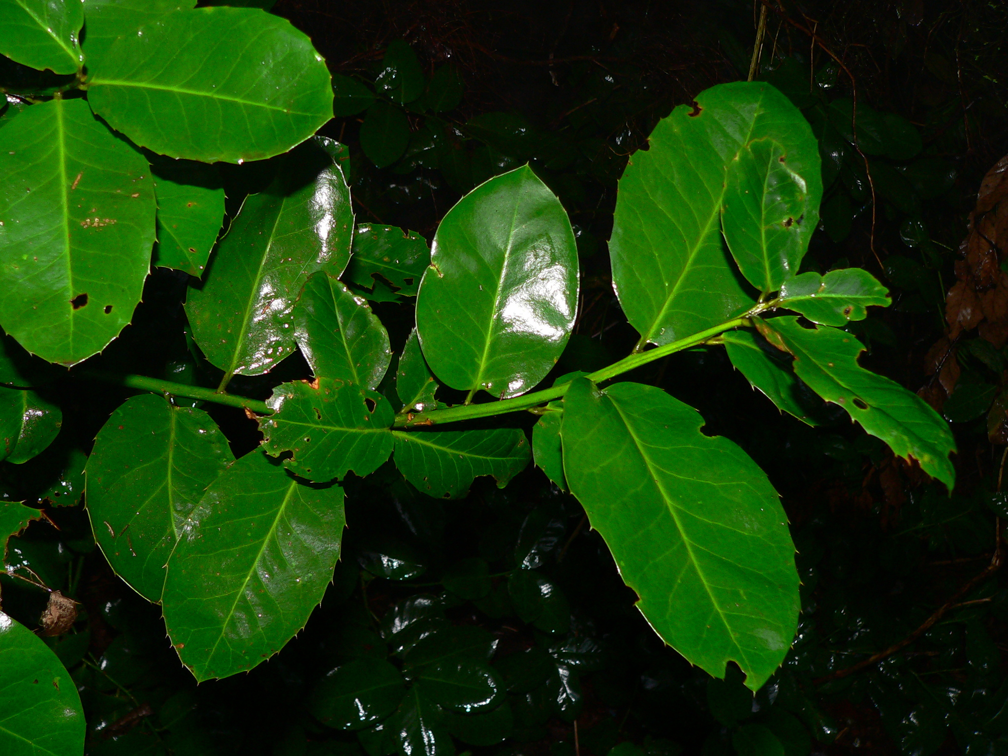 Naranjero salvaje