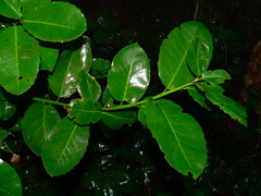 Ilex perado subsp. platyphylla image