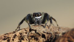 Asaphobelis physonychus