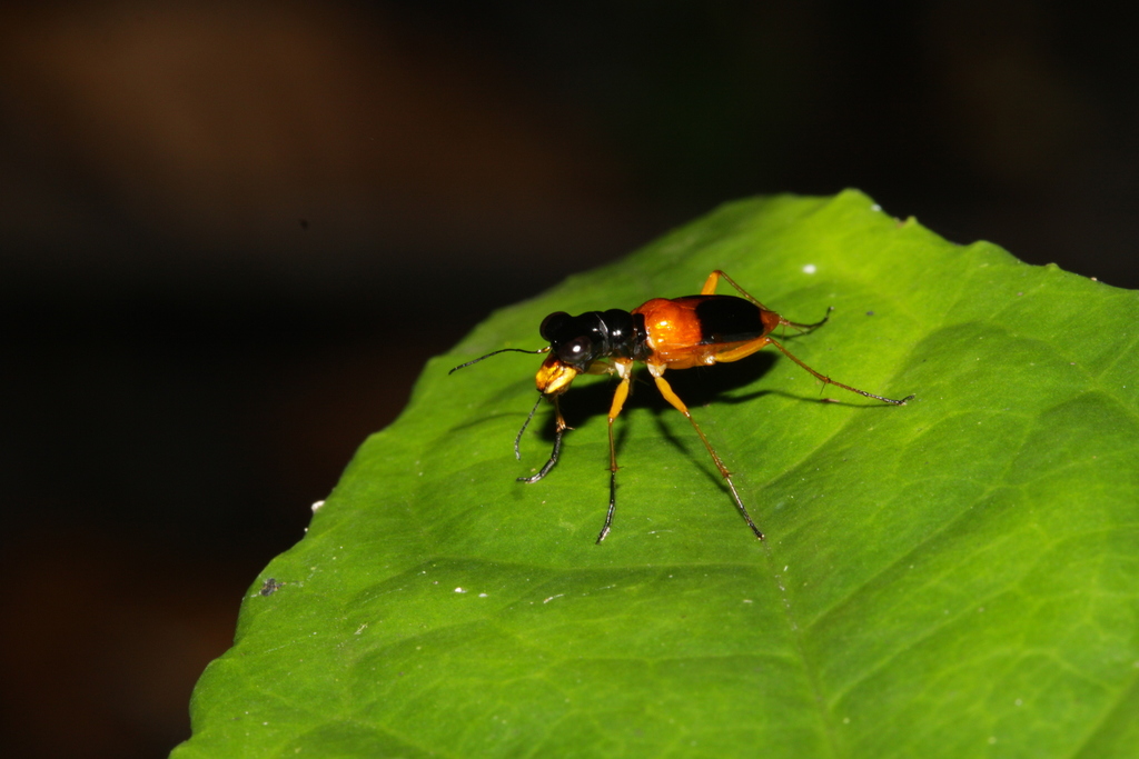 Theratina