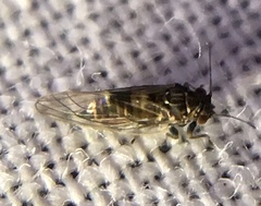 Cacopsylla pyricola