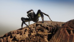 Asaphobelis physonychus