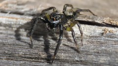 Asaphobelis physonychus