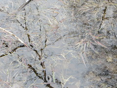 Torreyochloa pallida