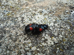 Astylus aulicus
