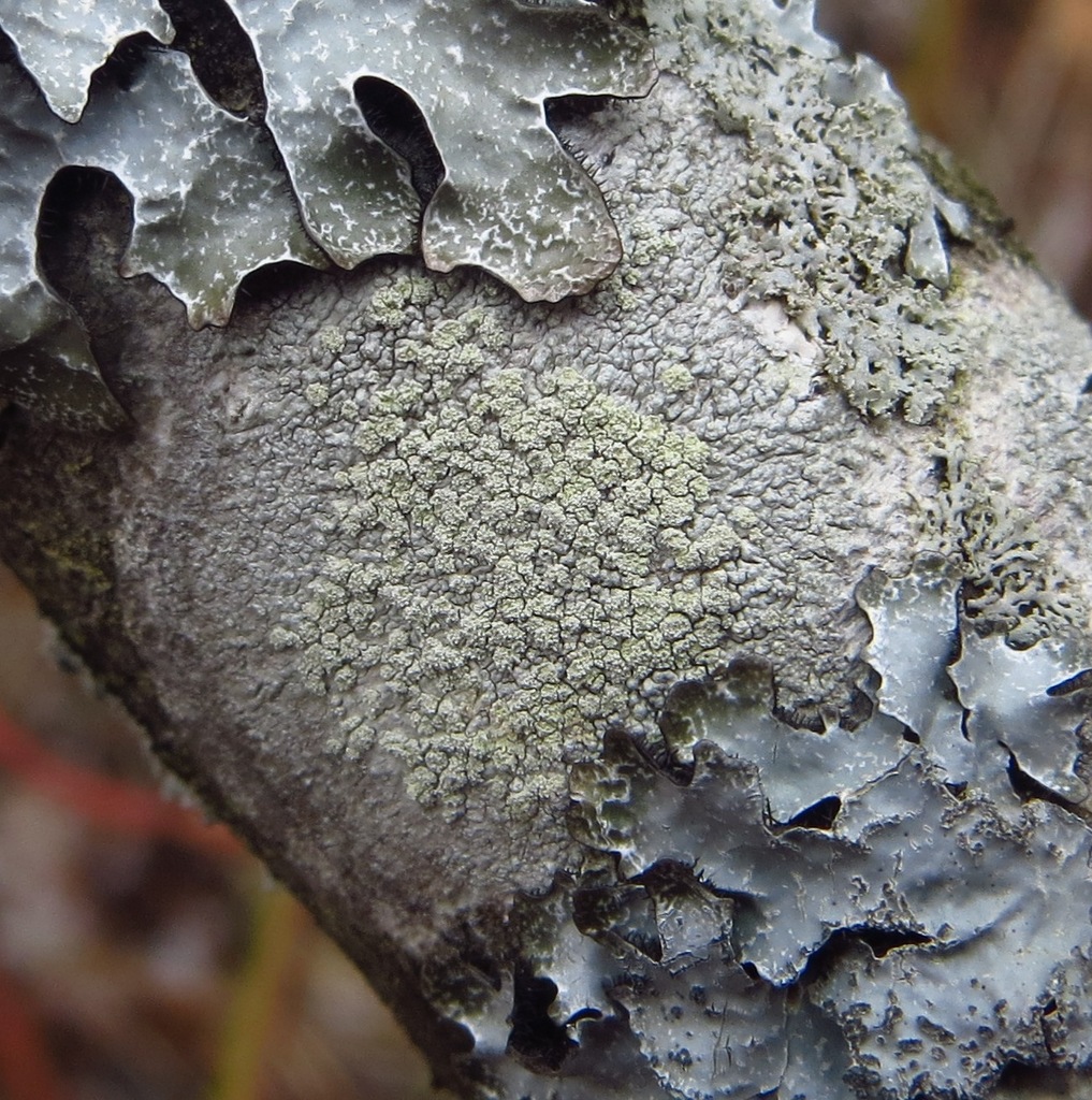 Tree Saucer Lichen