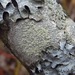 Tree Saucer Lichen - Photo (c) Summit Metro Parks, some rights reserved (CC BY), uploaded by Summit Metro Parks
