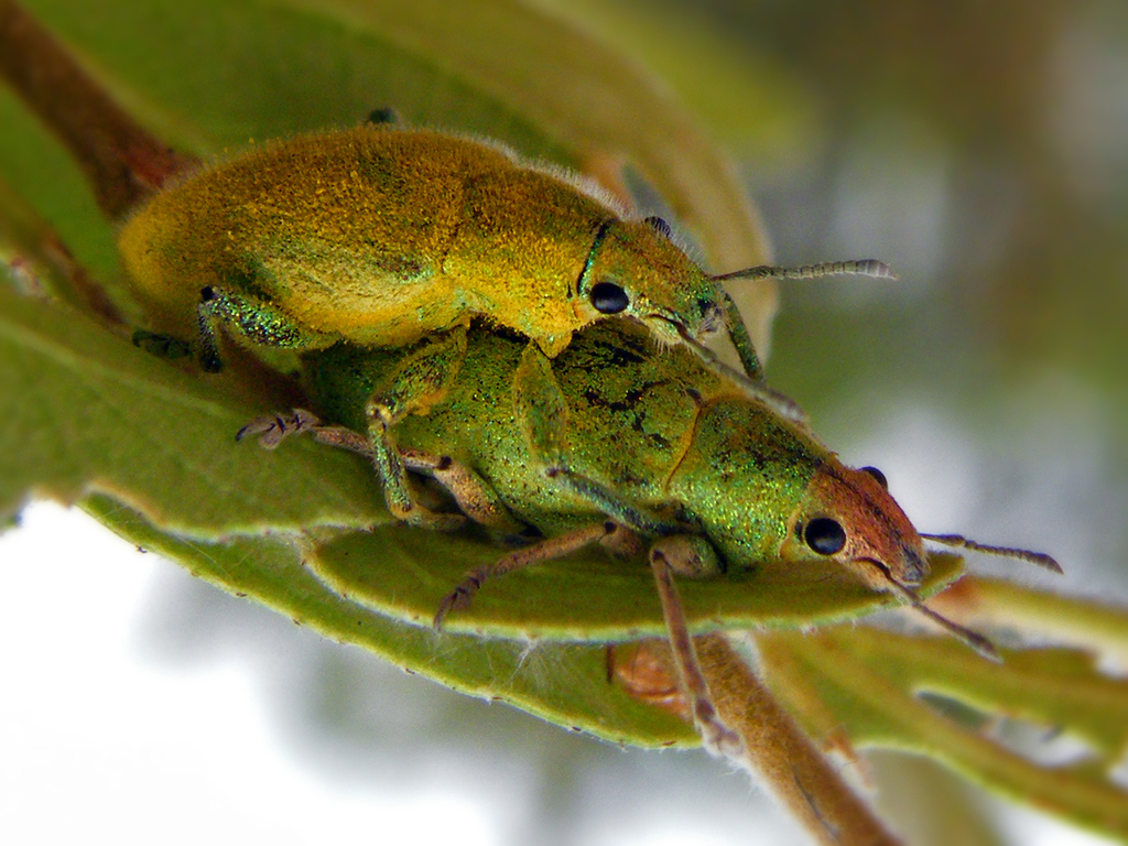 Hypomeces