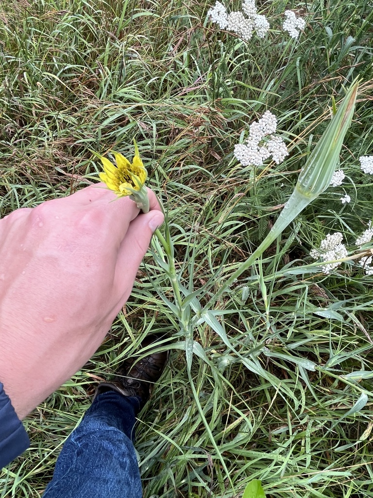 yellow-salsify-from-superior-national-forest-ely-mn-us-on-august-11