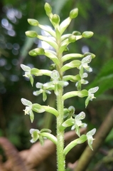 Cranichis ciliata