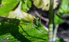 Conocephalus cinereus