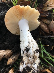 Russula silvicola
