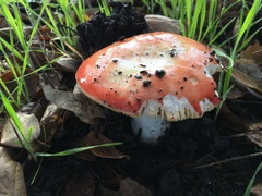Russula silvicola