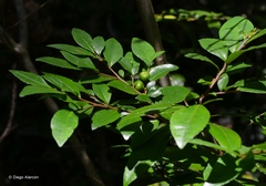 Rhamnus diffusa