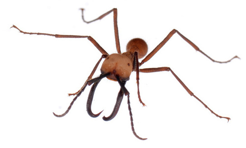 Burchell's Army Ant photo 3