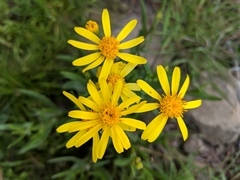 Senecio lemmonii