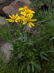 Senecio lemmonii
