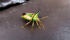 Olbia elegans