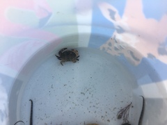 Cycloxanthops novemdentatus