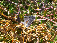 Theclinesthes serpentata