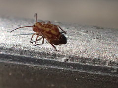 Ptenothrix beta
